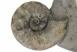 Triassic Ammonite (Ceratites posseckeri) Fossil - Germany #243504-1